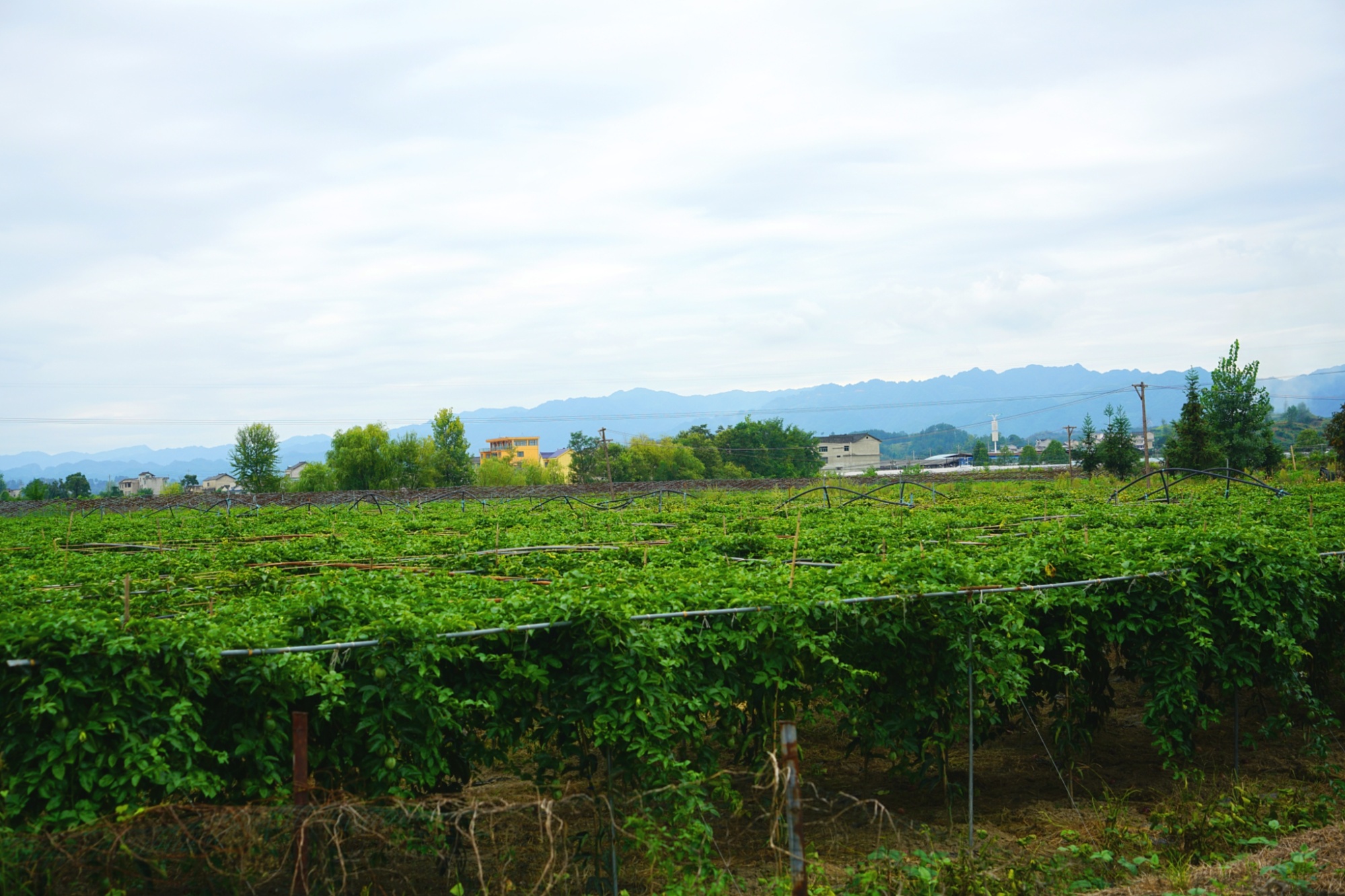 黄平县旧州镇岑花村百香果种植基地(黄平县委统战部供图)近年来,黄平