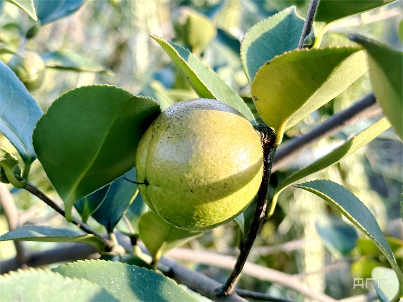 油茶大“金果”身怀宝藏油