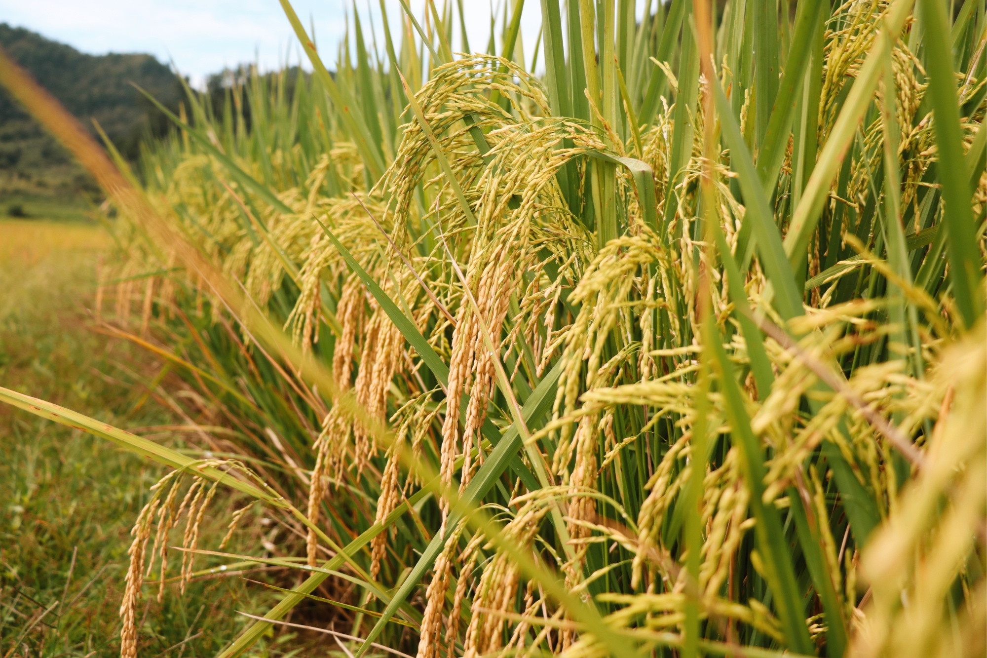 贵州施秉:1000亩金黄稻谷丰收在望