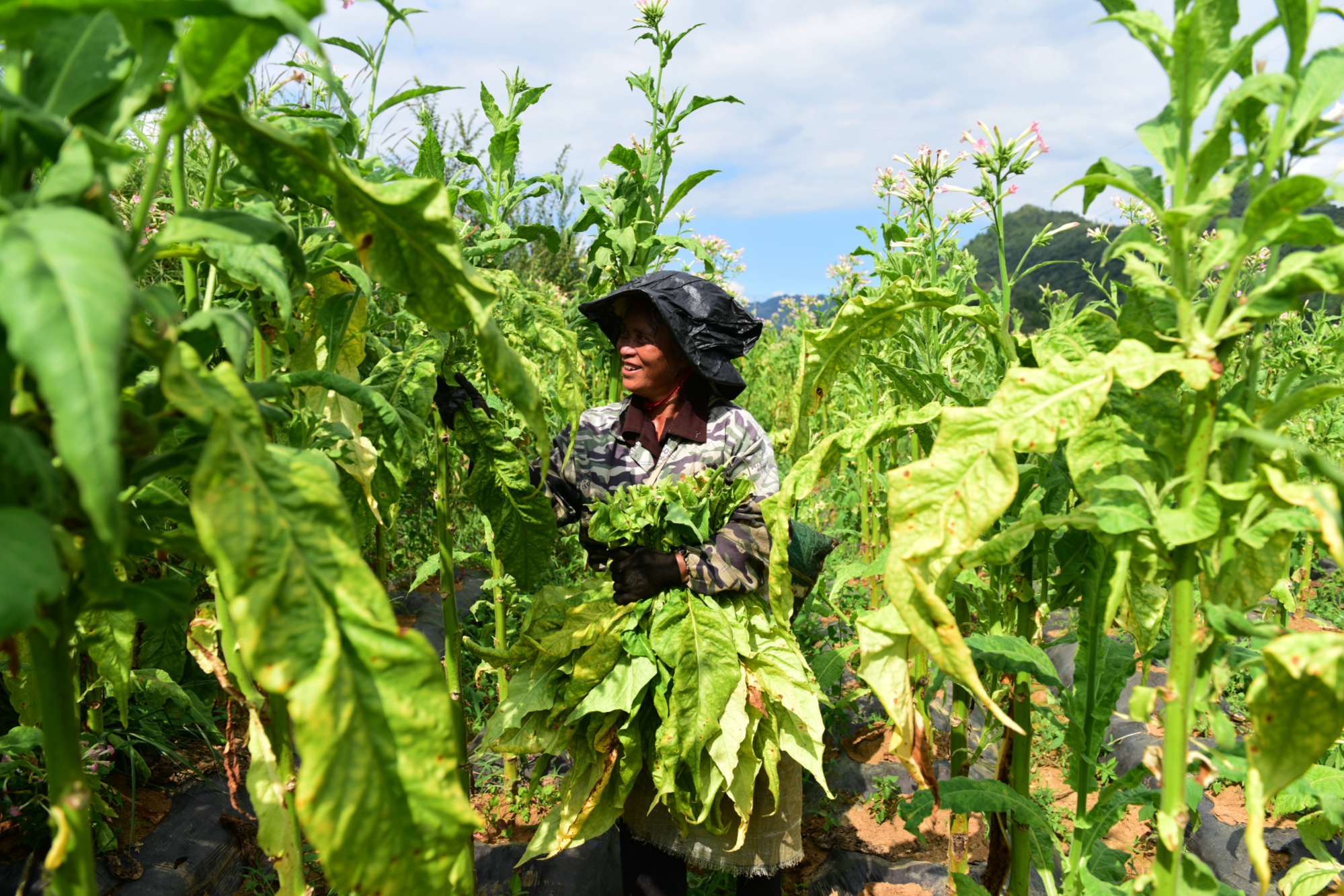 贵州钟山金黄烟叶飘增收致富促振兴