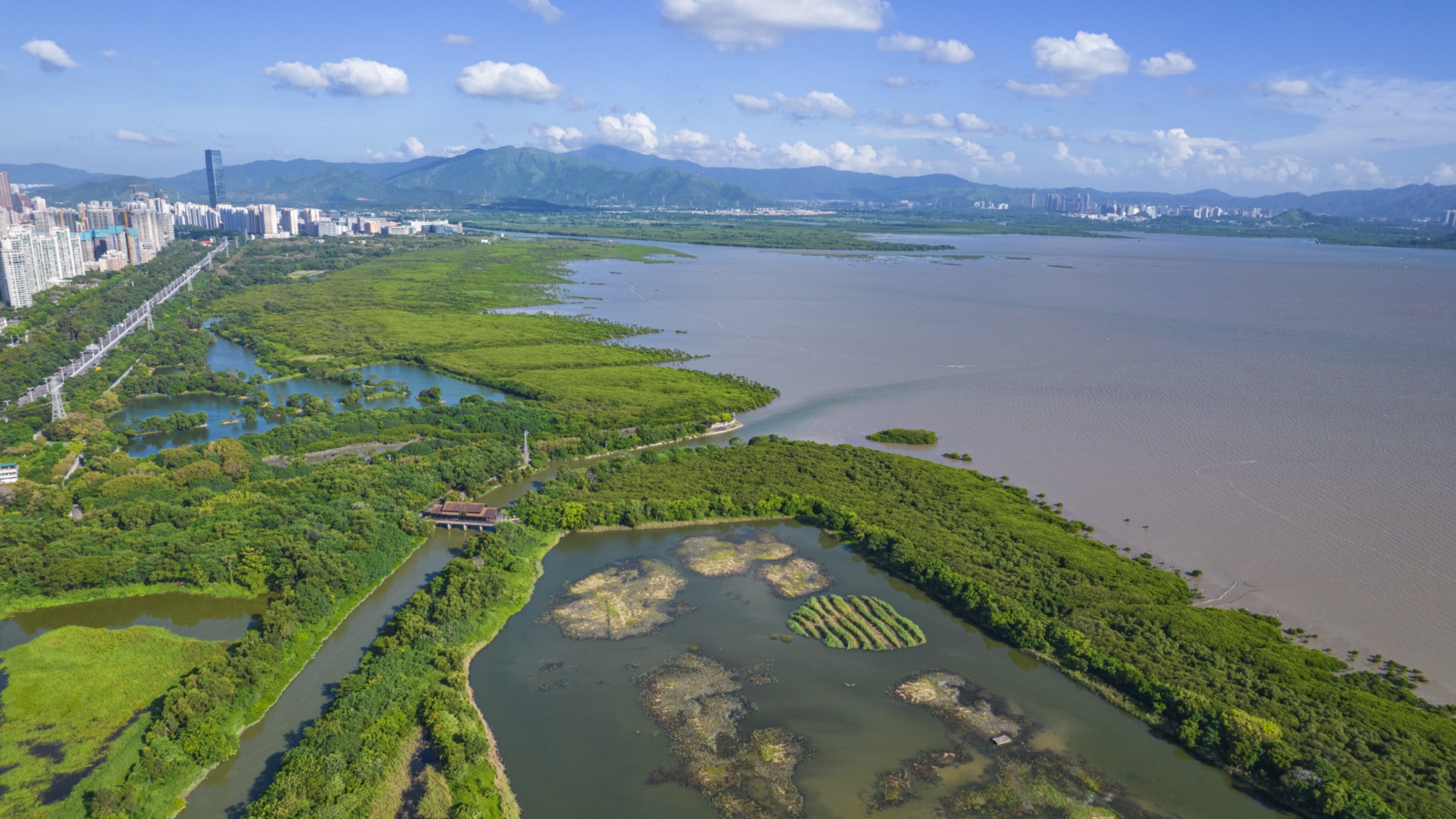 全球首个"国际红树林中心"落户深圳_央广网