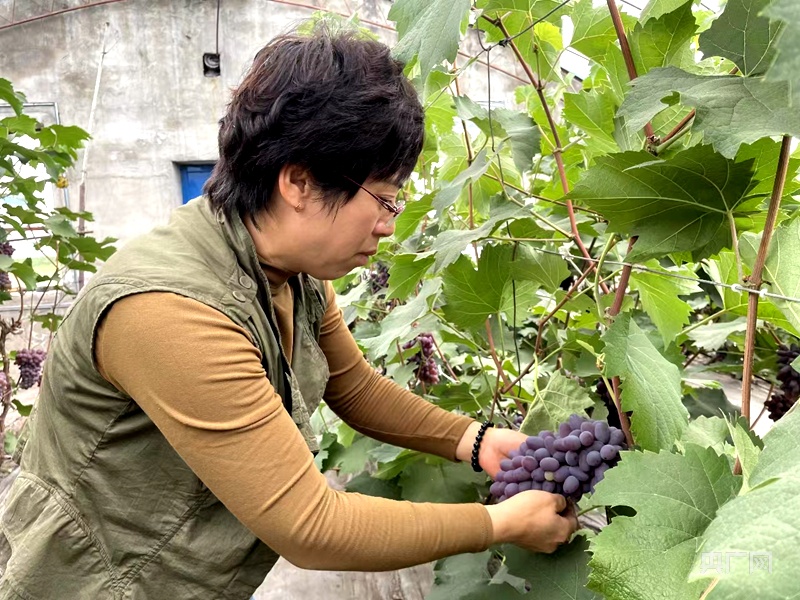 乡村振Kaiyun 开云体育兴看内蒙古甜葡萄“串”起农民甜日子(图4)