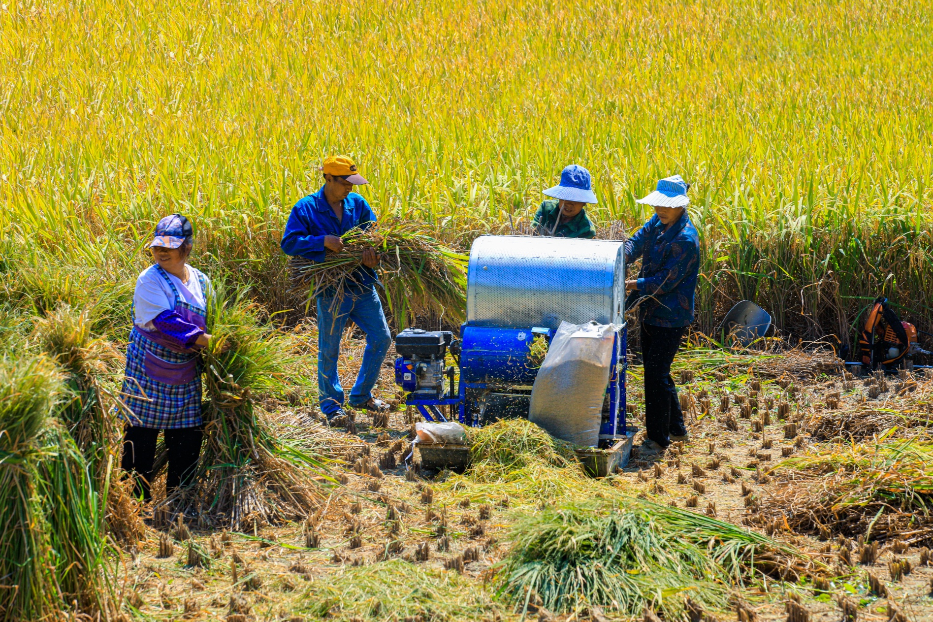 贵州七星关水稻开镰收割忙