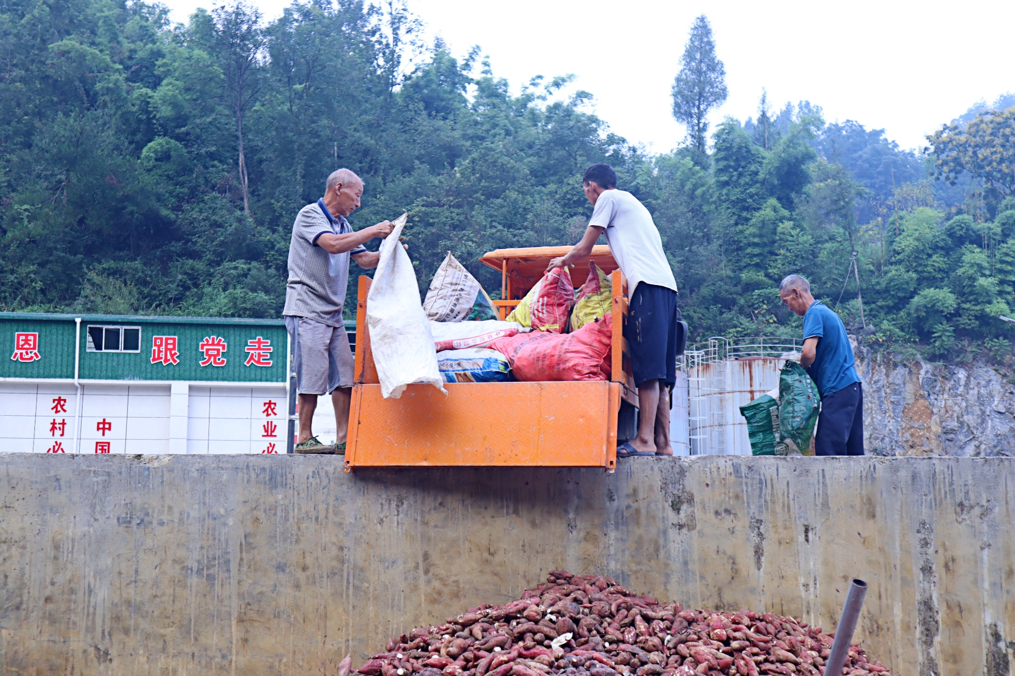 开秤！贵州思南启动8万亩红薯收购工作