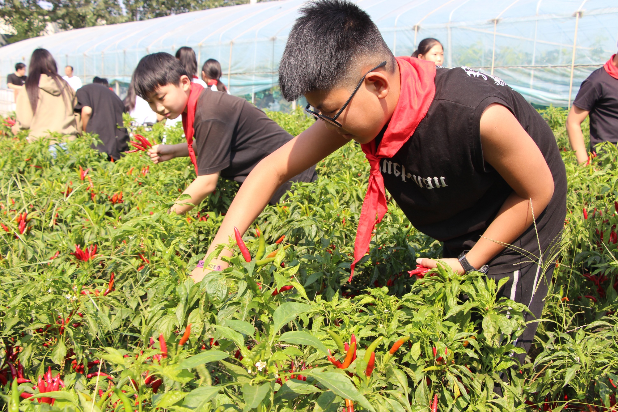 开云真人保定高阳：开展亲近自然农业研学活动(图2)