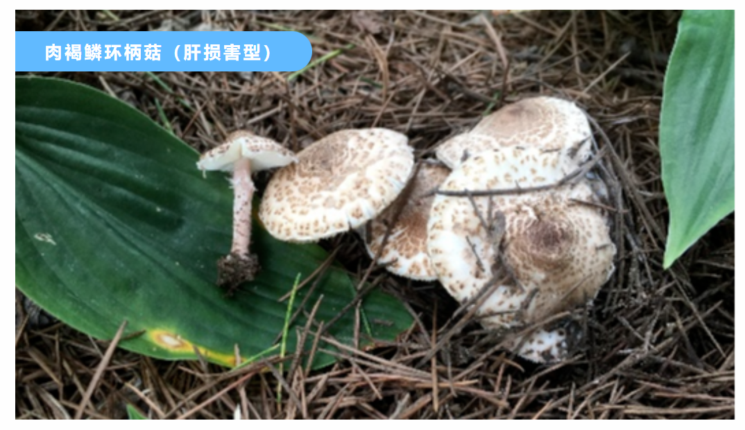 北京疾控:野生蘑菇中毒仍高发,常见有毒蘑菇长这样