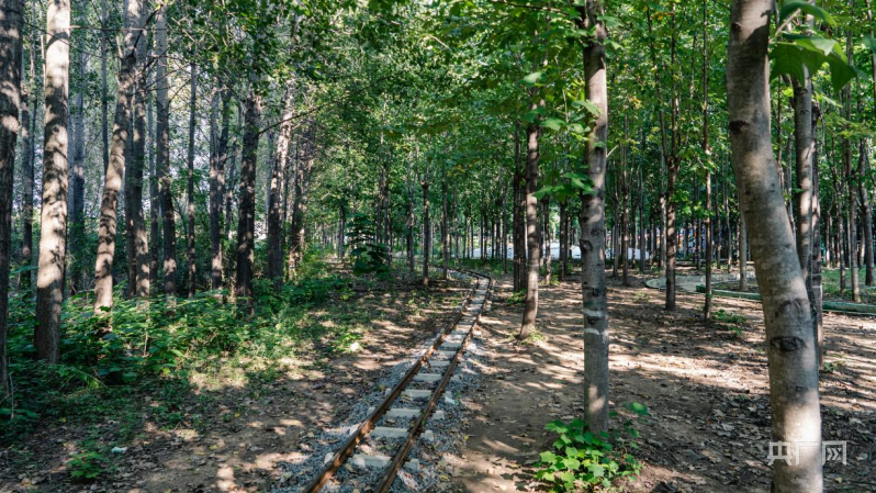 创五星 促发展丨漯河市泛亚电竞临颍县胡桥村：从苗木种植到文旅融合 乡村的多元发展之路(图4)