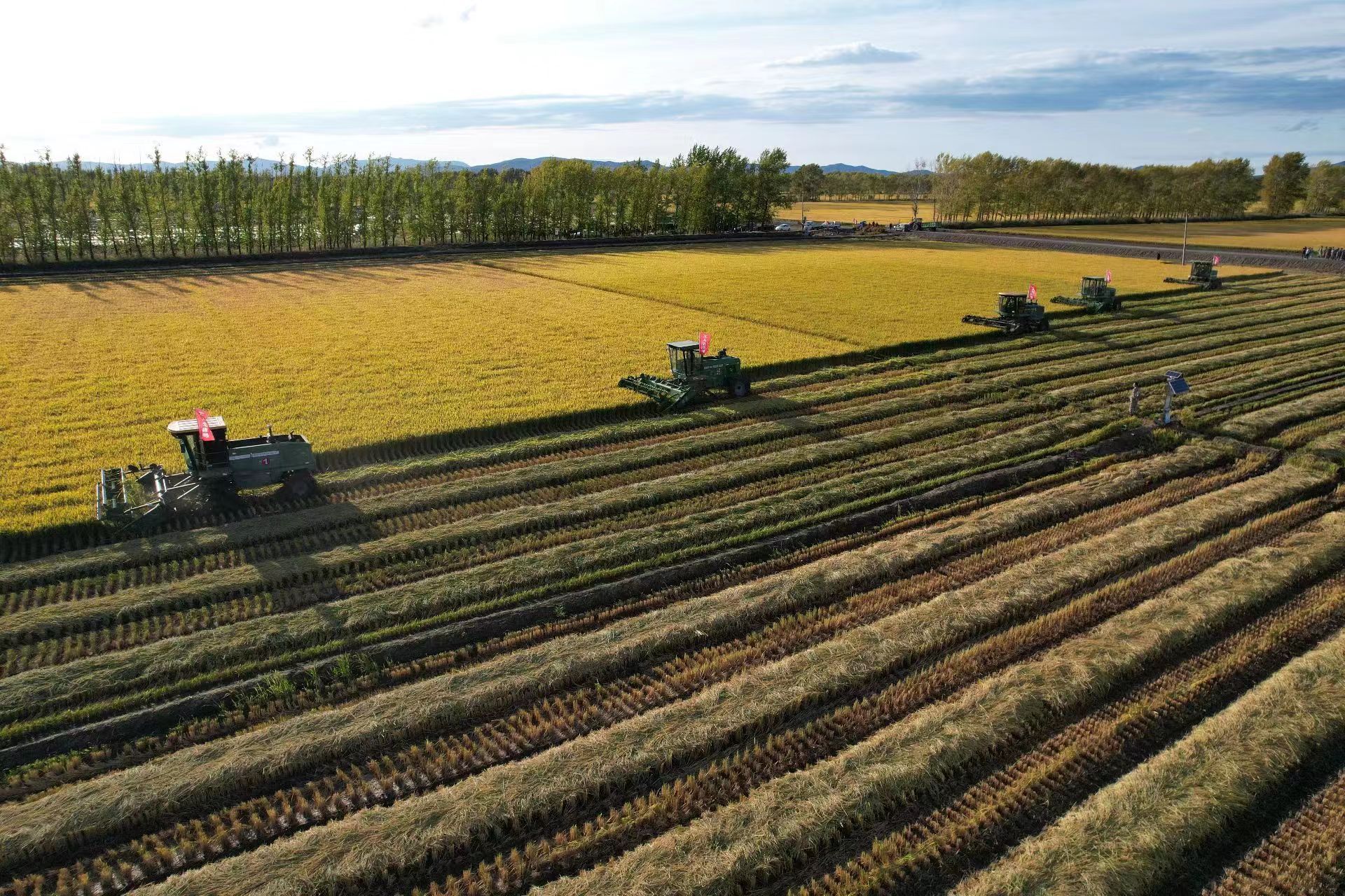 勤得利农场有限公司抗灾抢粮夺丰收