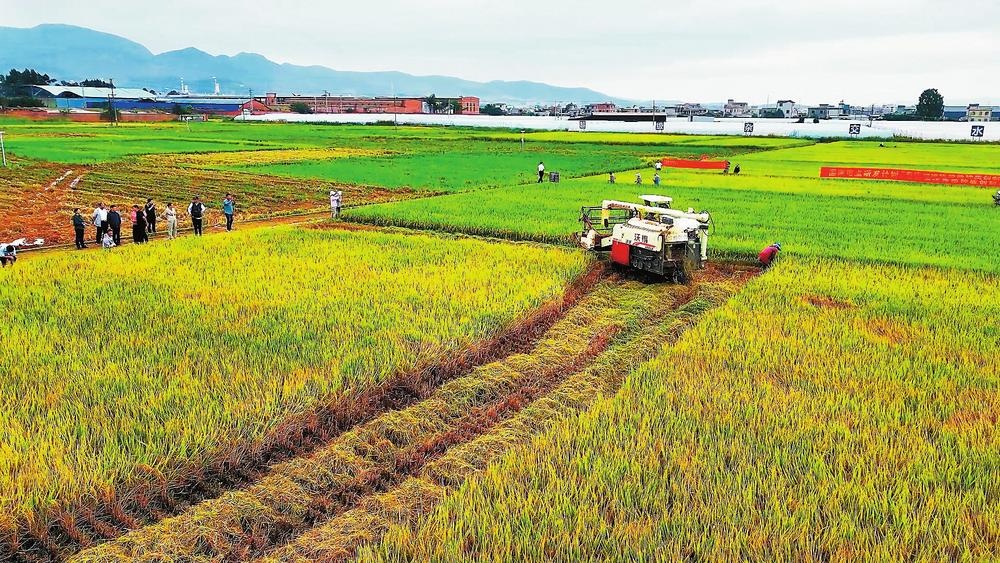 近日,2023年"卓两优1126"现场测产验收专家组对红河哈尼族彝族自治州