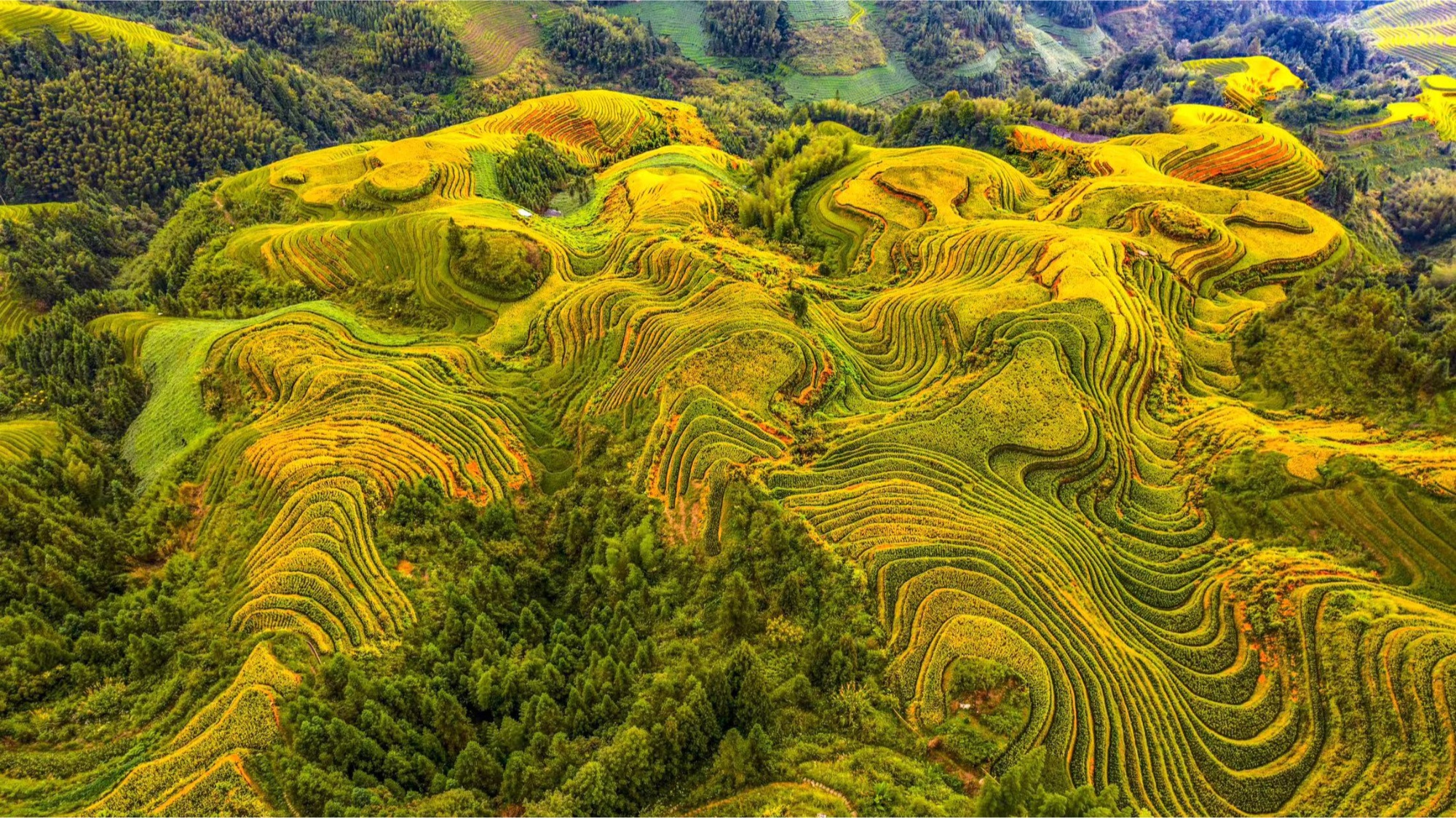 广西桂林:龙脊梯田美如画 风吹稻浪好丰景