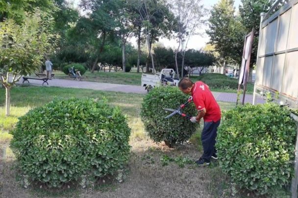 石家庄晋州：秋季“梳妆”好时节 绿化修剪不停歇泛亚电竞(图2)