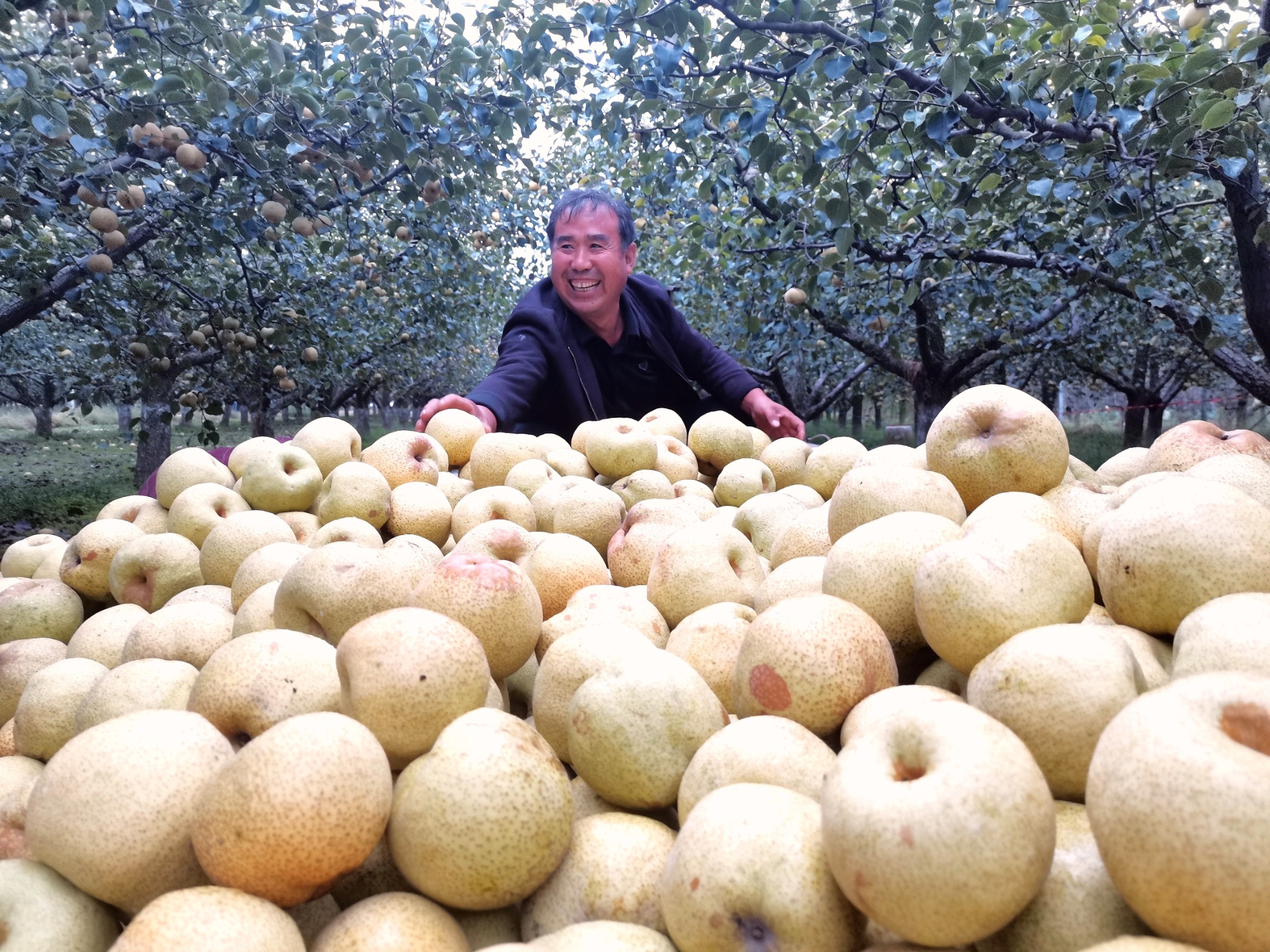 商丘市宁陵县上演梨王争霸赛以梨相待迎丰收