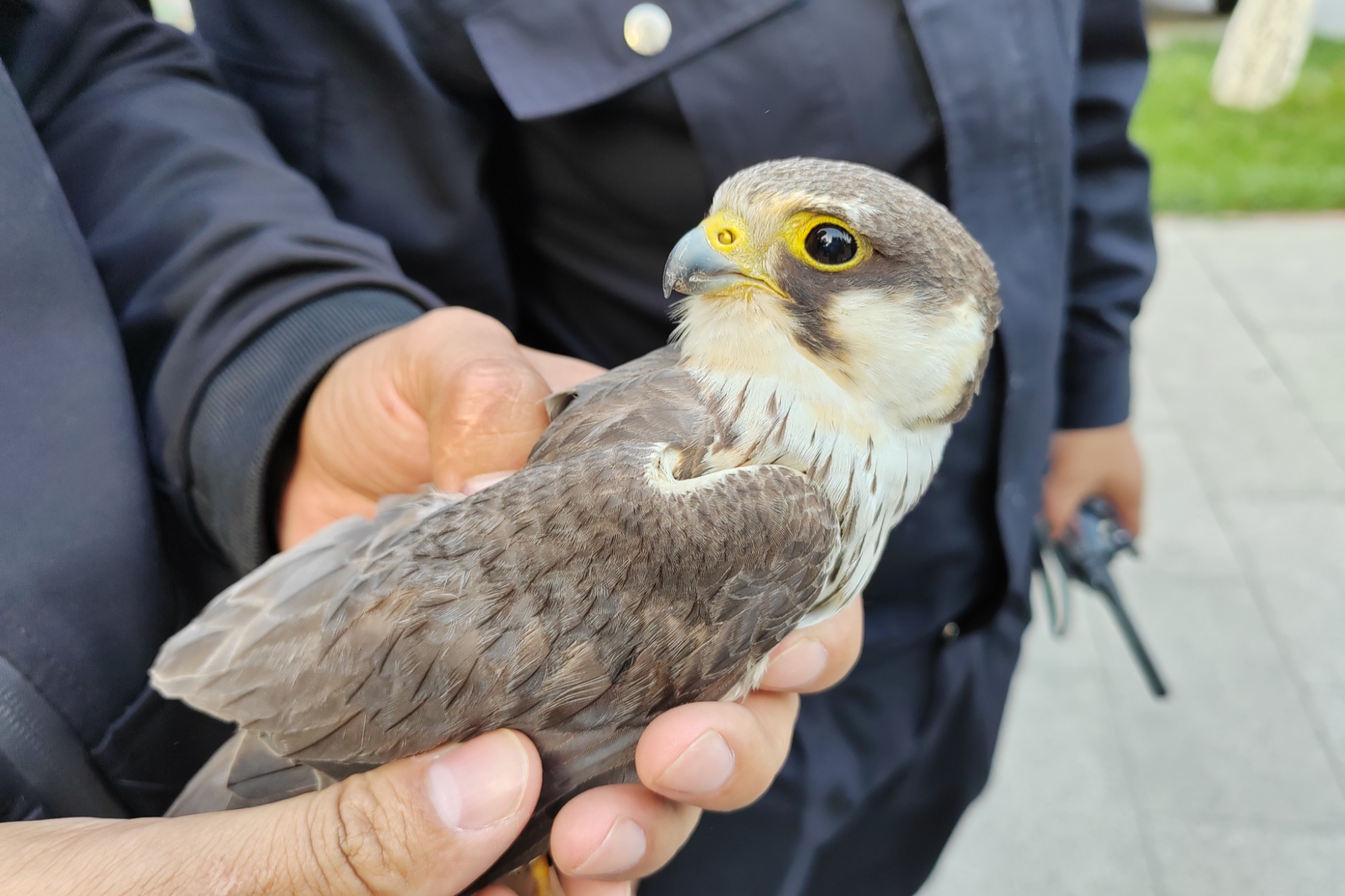 独山子救助一只国家二级野生保护动物燕隼