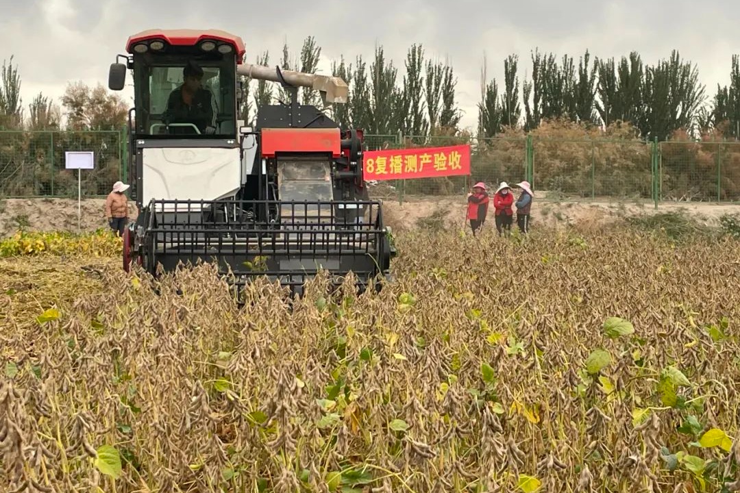 丰硕16大豆品种简介图片