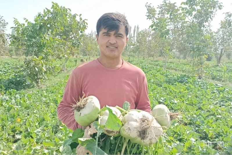 乡村振兴"新"面貌丨"长寿圣果"黄恰玛古喜获丰收_央广网