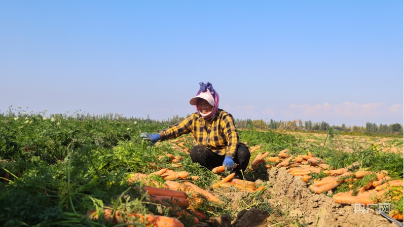 博州：胡萝卜喜获丰收 农民采收忙