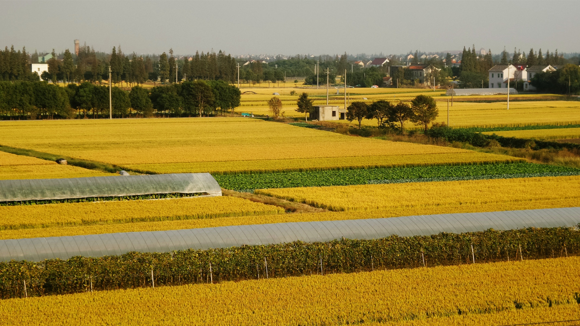 全域土地综合整治 秀洲模式绘就和美共富现代化新图景