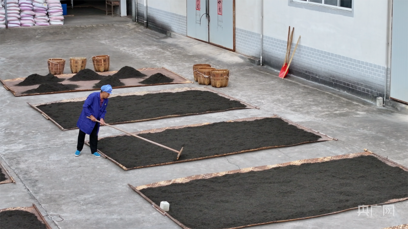 安茶的制作过程十分繁琐,从开始采摘到制作完成需要耗