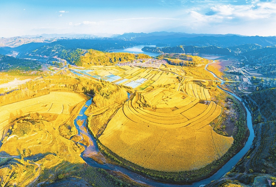 10月8日,秋高气爽,山西晋中左权县竹宁村的玉米田遍地金黄.