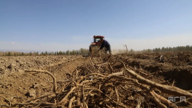 在和硕县国源农林种植专业合作社中药材种植基地,大型甘草采挖机在