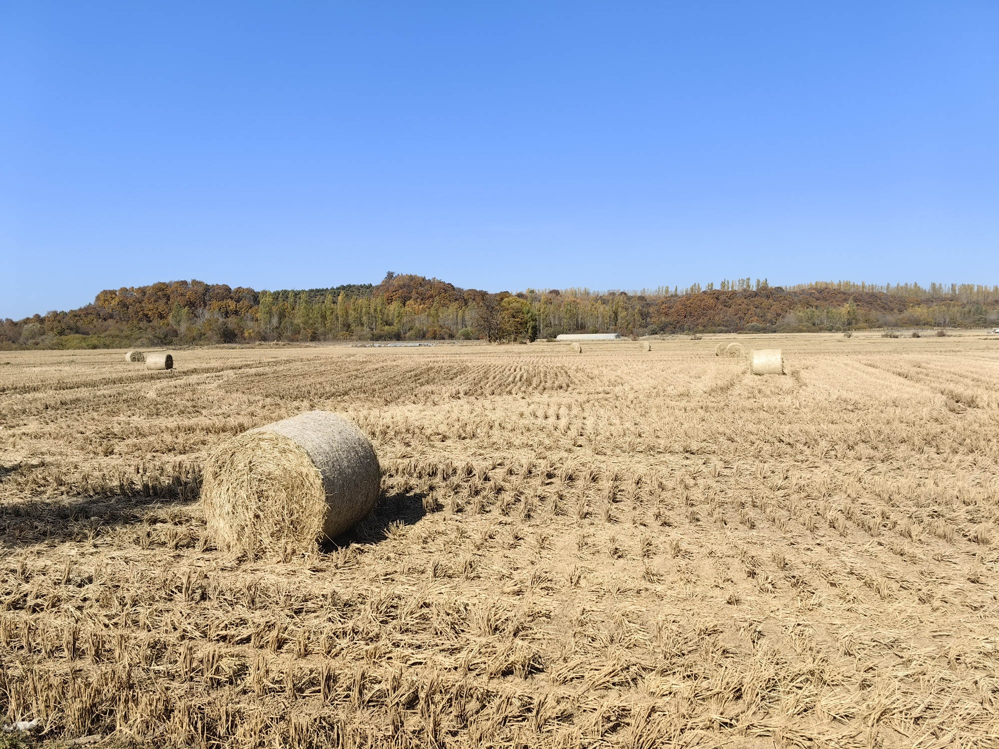 黑龙江推动秋冬季农作物秸秆还田离田作业进度
