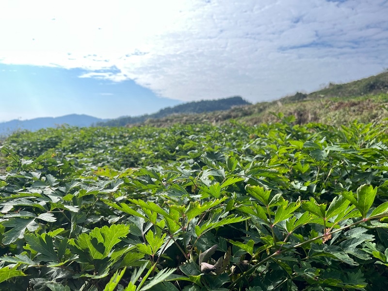 贵州务川种植中药材致富有良方