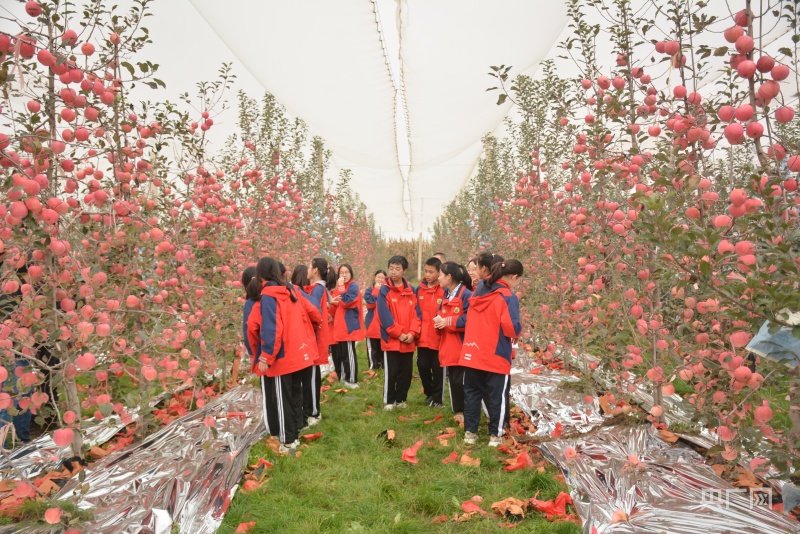 陕西白水：万亩苹果树结出致富“红宝石”