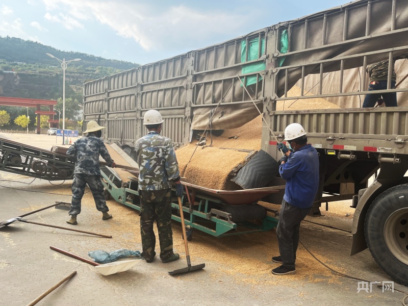 甘肃灵台严把粮食入库关 筑牢县级储备粮安全根基央广网 
