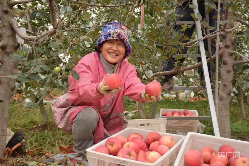 陕西白水：万亩苹果树结出致富“红宝石”