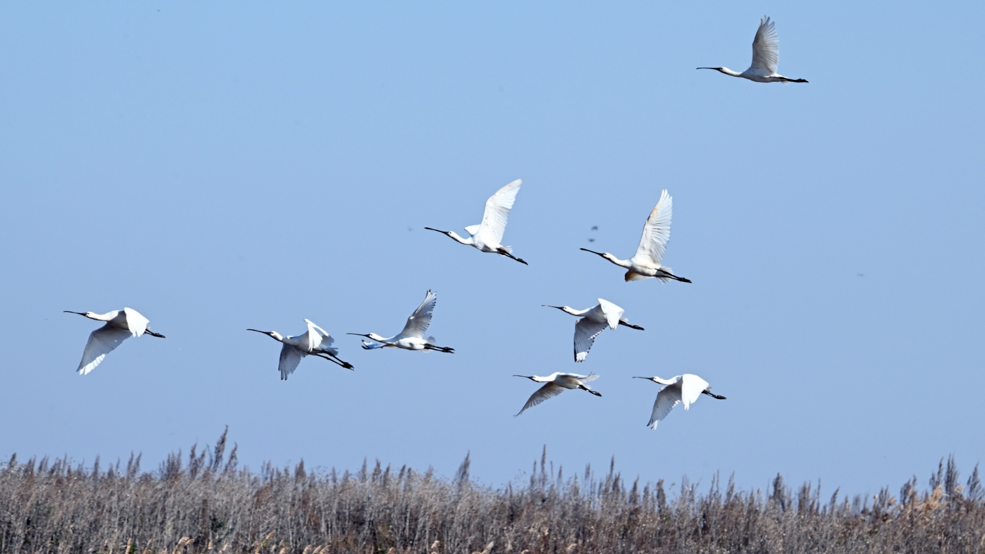 跟着镜头游龙江|七星河湿地十余万只候鸟陆续南迁_央广网