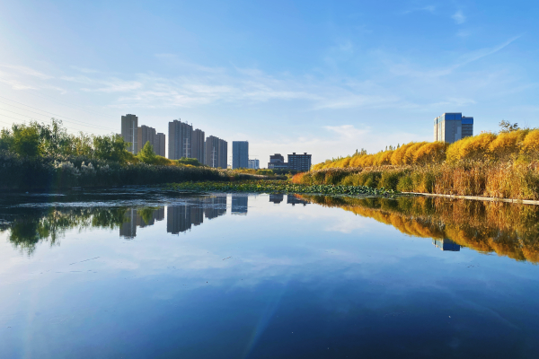 库尔勒:有一种美叫秋日芦苇花