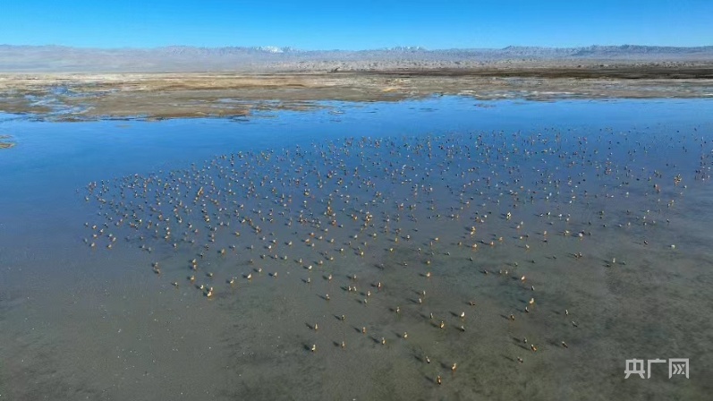 青海茫崖：数千只赤麻鸭做客尕斯库勒湖_央广网