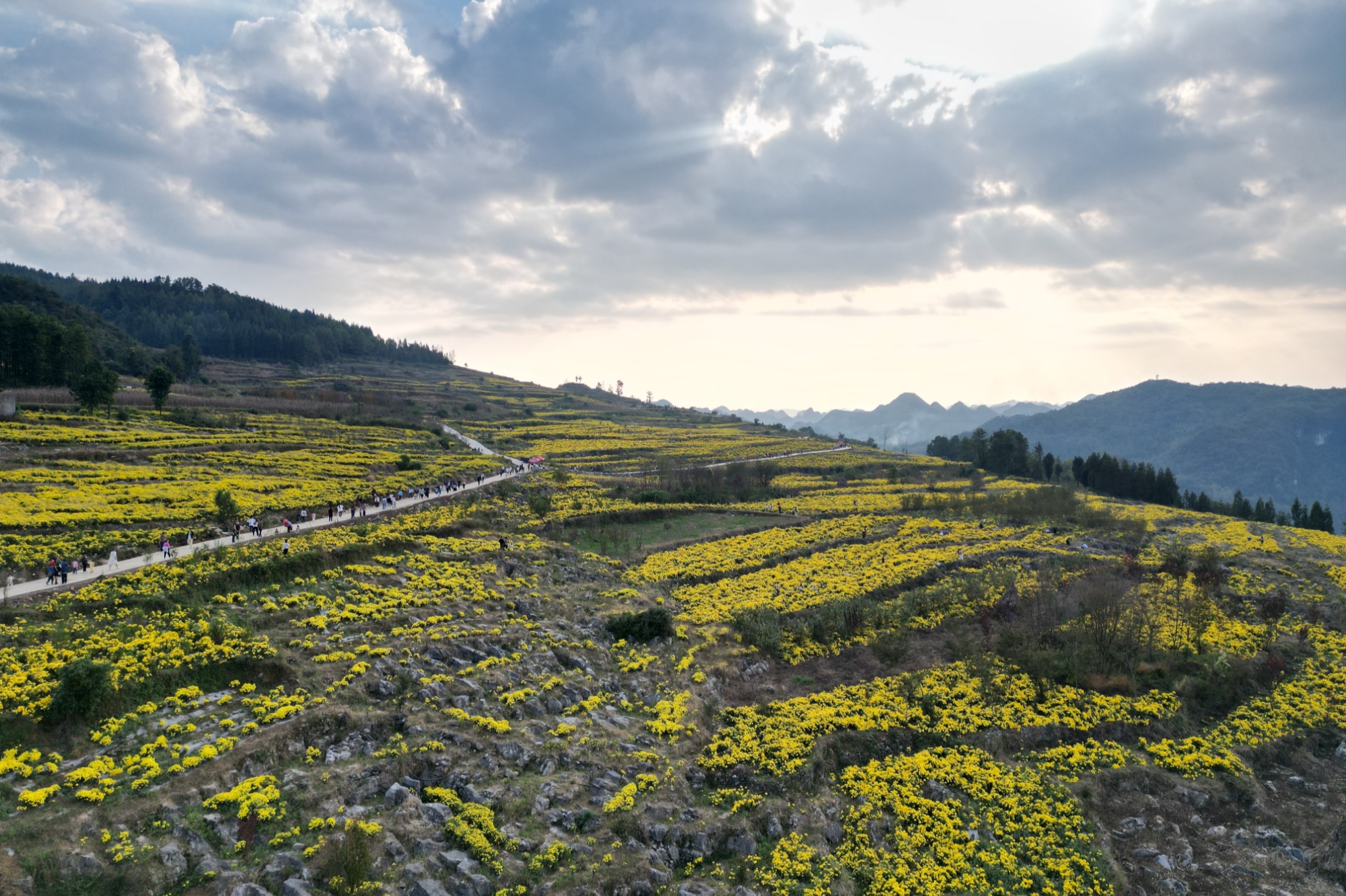 贵州织金主题教育为引书写绿色生态磅礴诗句