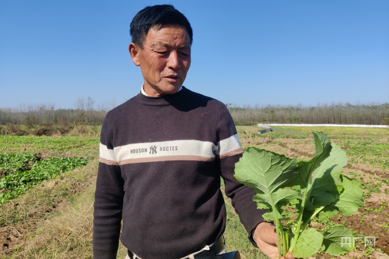 高级农艺师张启生：宁愿生活没质量 不愿生命没意义九游会J9 J9九游会(图2)