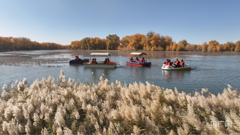 轮台县草湖乡秋日胡杨  吸引八方宾客