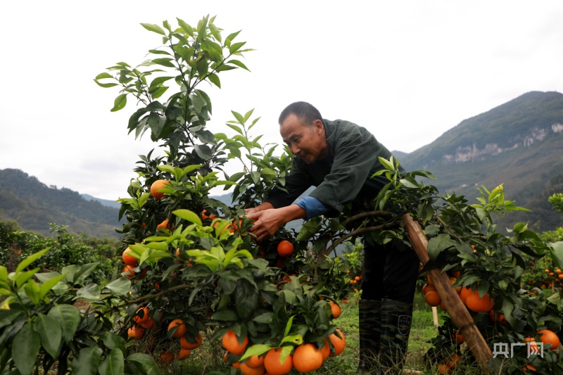 彭水：8000余亩柑橘迎丰收