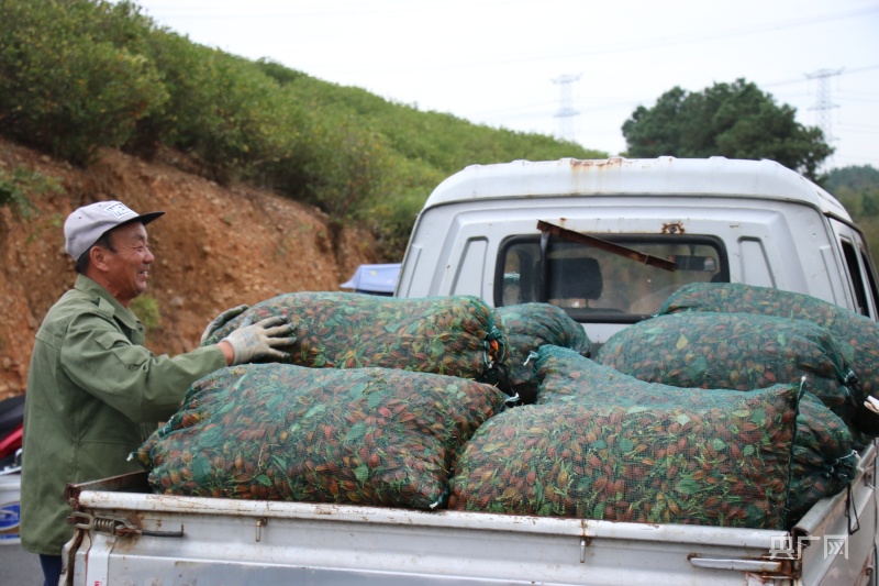 首页>安徽频道>图片新闻>忙着采摘的村民(央广网发  张琪琪摄)挂满