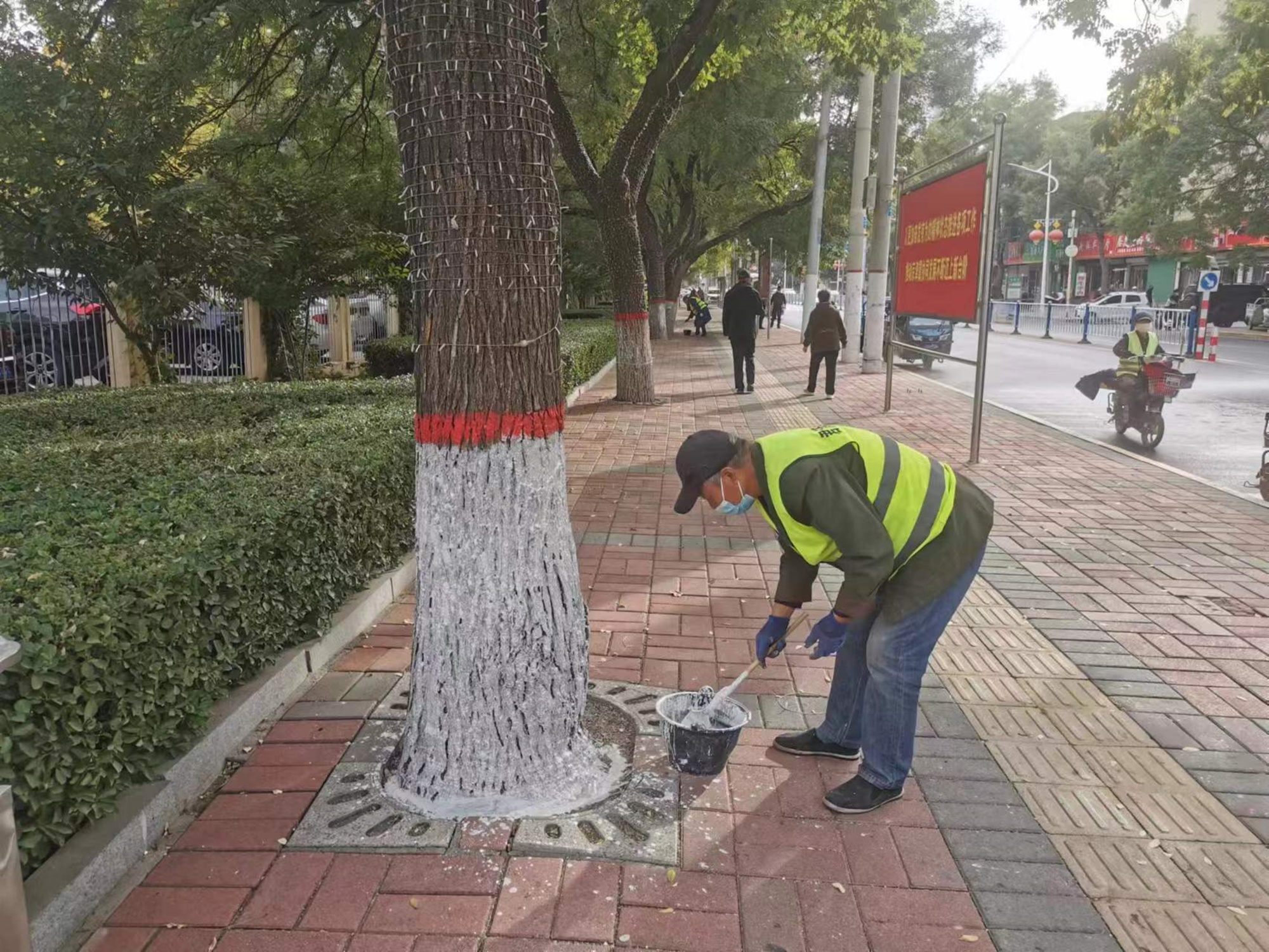 完美电竞河北安国：树木涂白加“新衣” 精细养护正当时