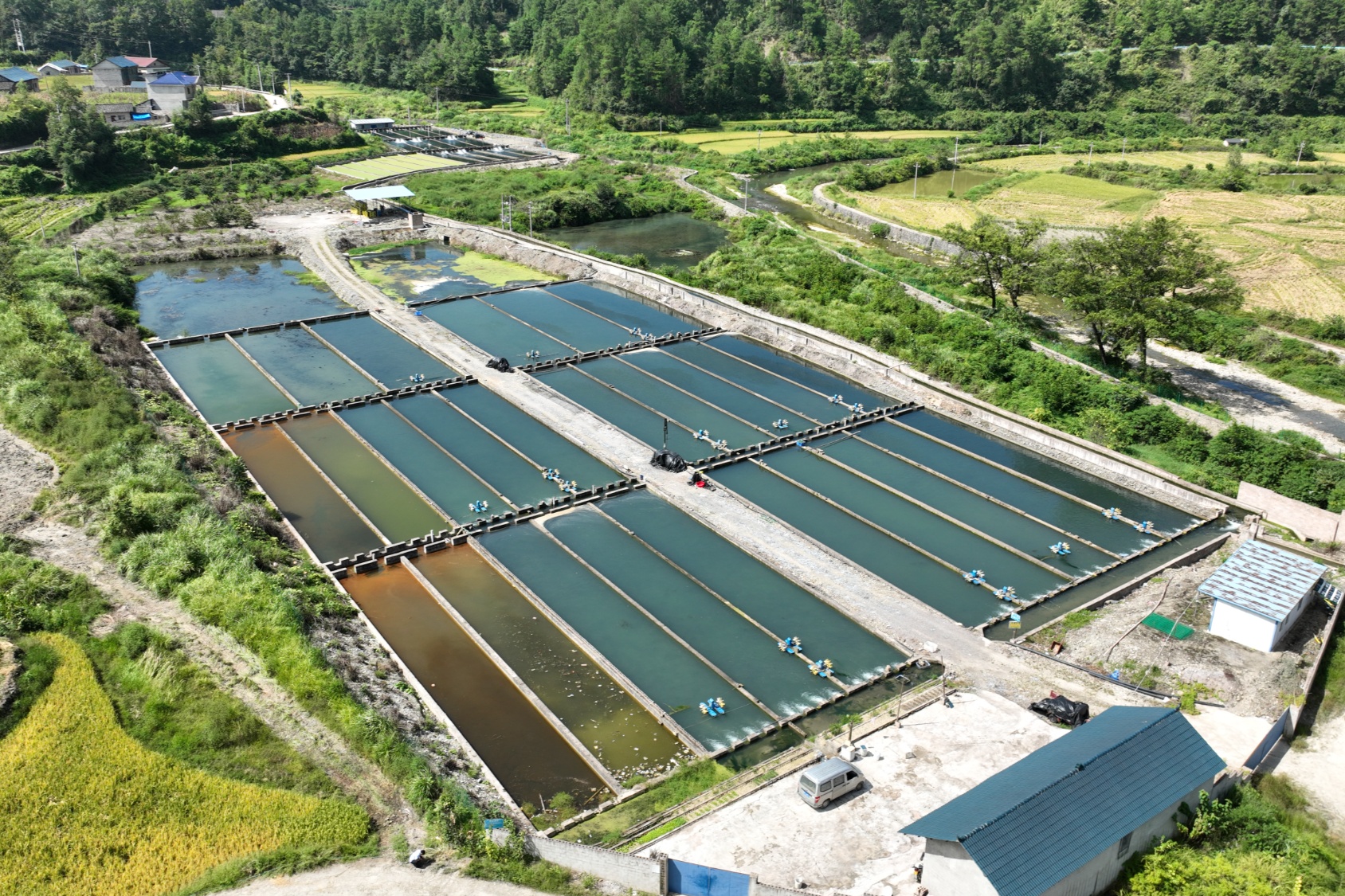 据了解,冷水鱼养殖一直是凯本镇的传统优势产业,不少群众都吃到了冷水