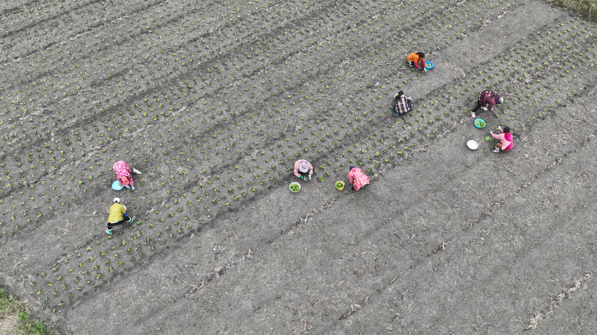 贵州岑巩田间菜农忙冬种播种来年新希望
