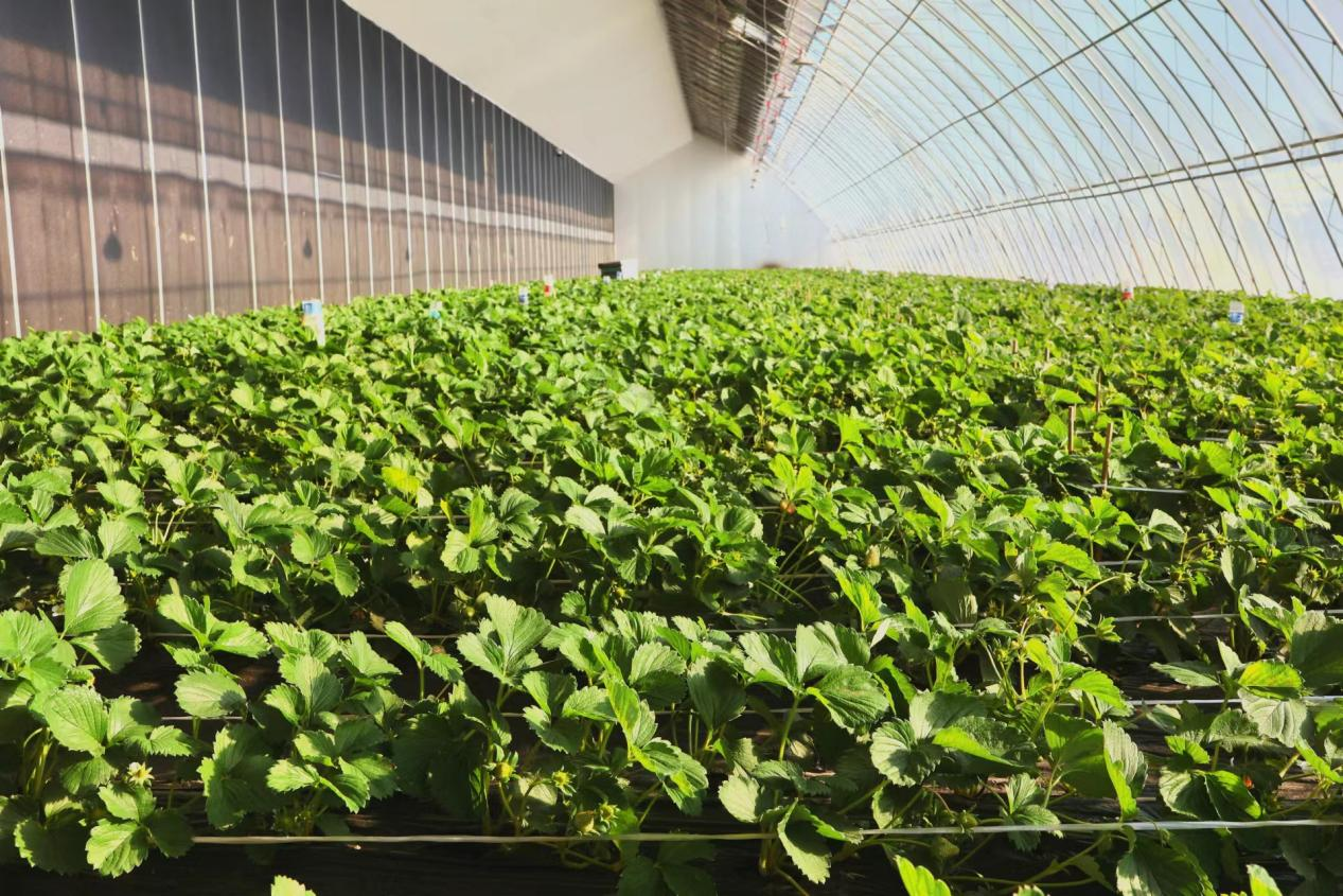 五九七农场特色果蔬种植基地助力产业"棚"勃发展