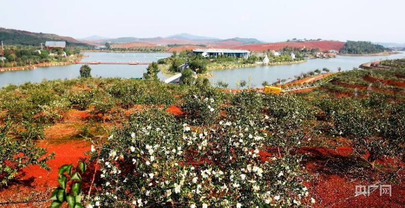 是中国油茶之乡,全国第一批油茶产业示范基地,湖南省茶油大县(市)