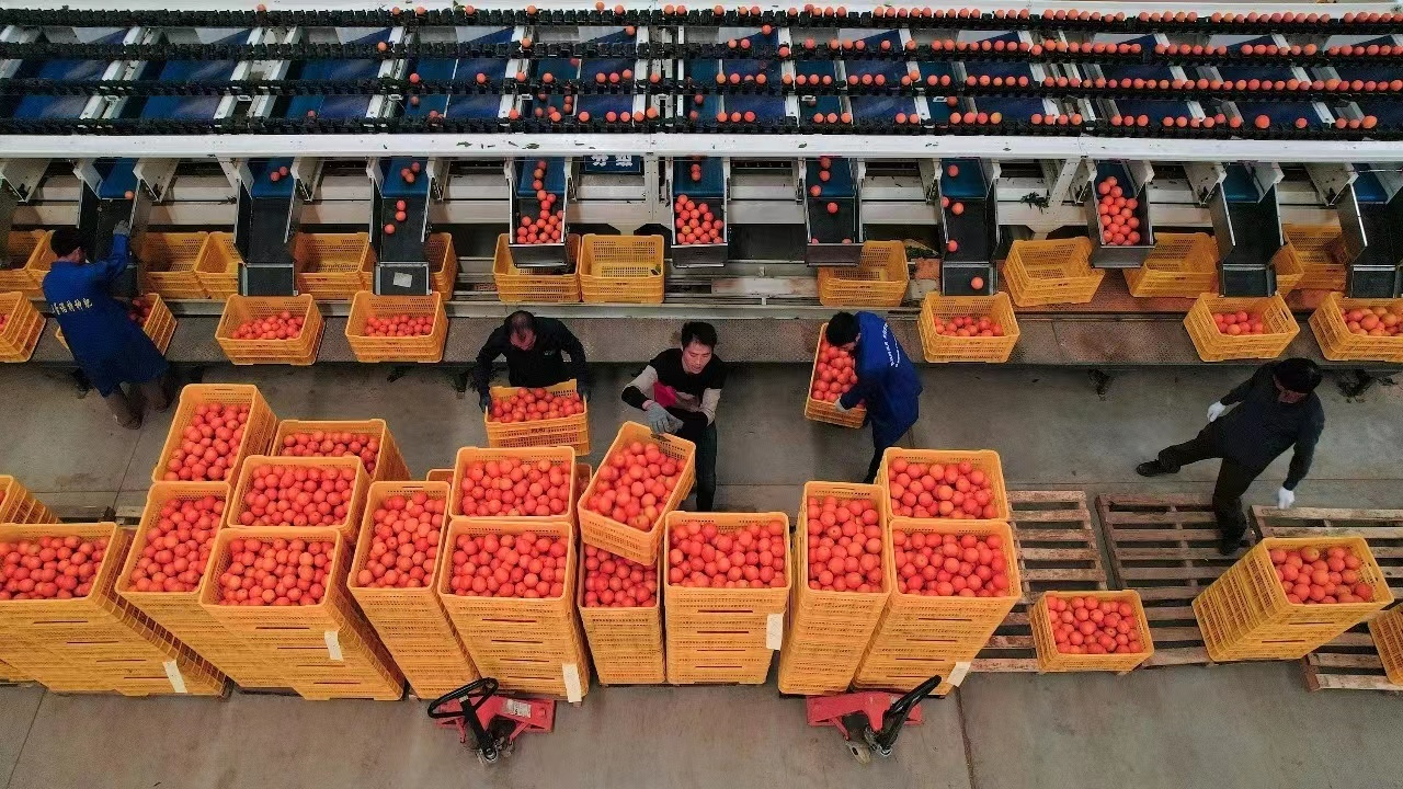 广西富川：“富”民大产业 “橙”就致富路