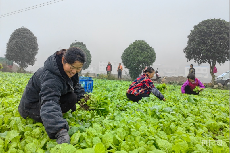 贵州岑巩:芥菜移栽忙 农闲时节再增收