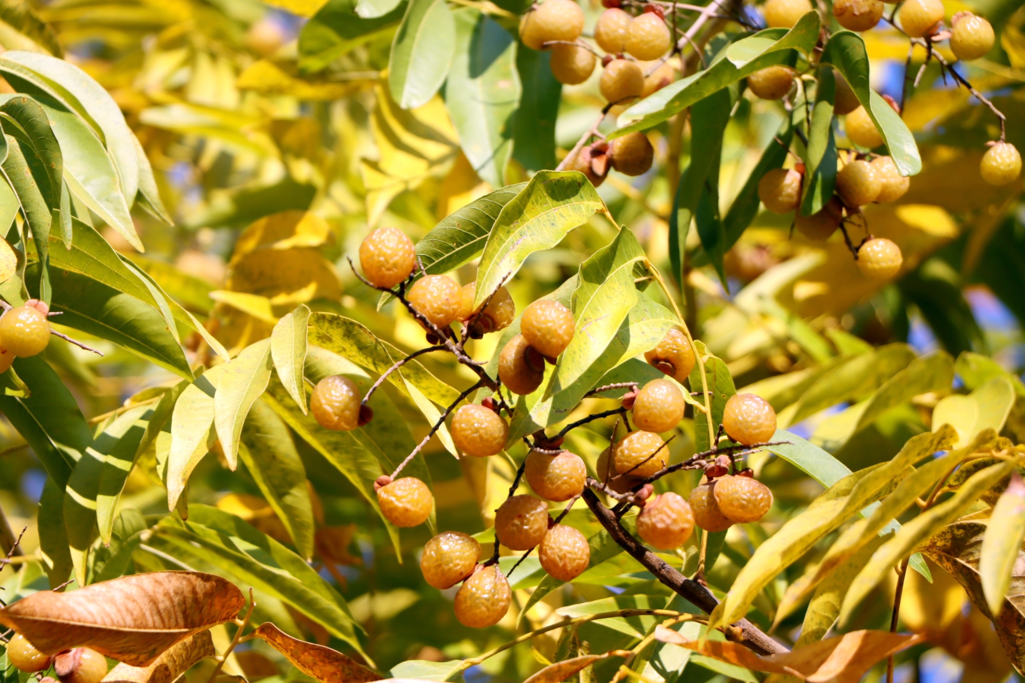 贵州独山:小小无患子 致富"摇钱树"?_央广网