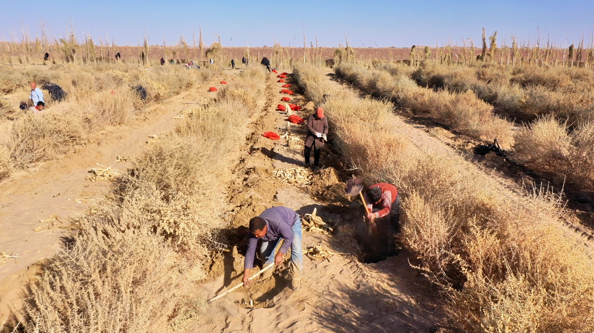 和田市播下四翅滨藜致富种结出沙漠人参果