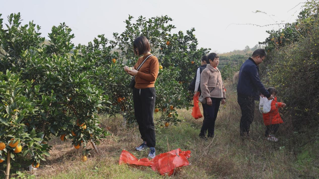 衡阳县脐橙丰收 果农收获“甜蜜致富经”