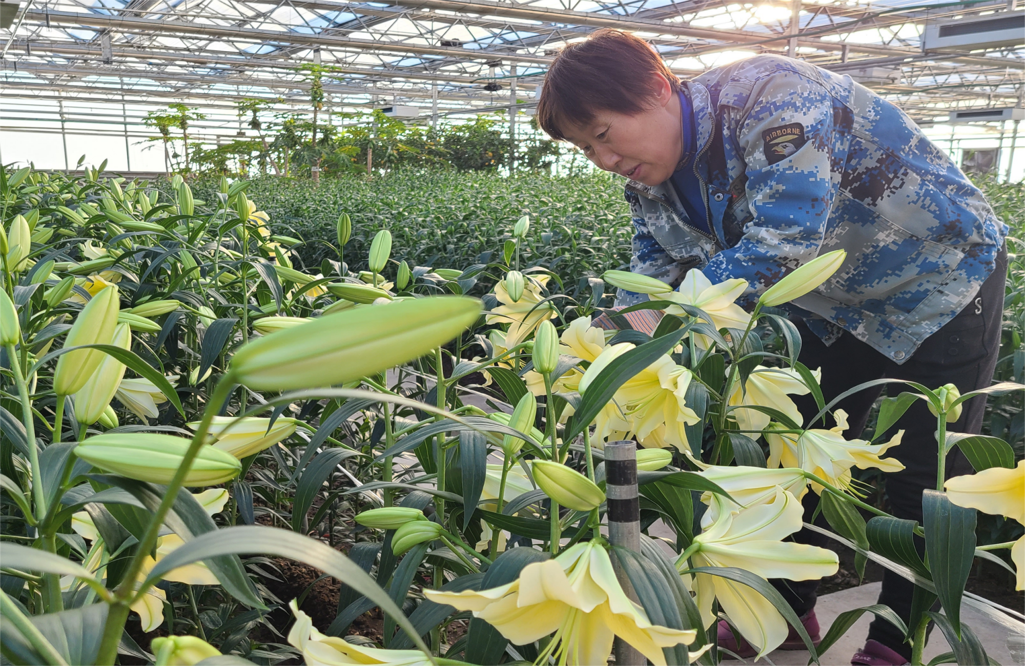 百合种植图片图片