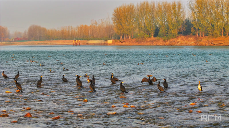 洛阳孟津:黄河湿地 风光旖旎_央广网