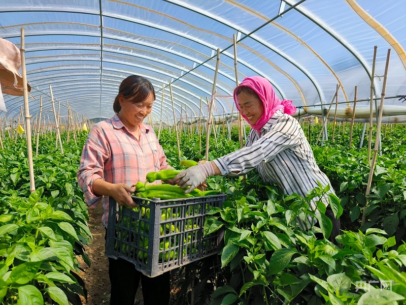 内蒙古巴林左旗：设施农业助力产业发展